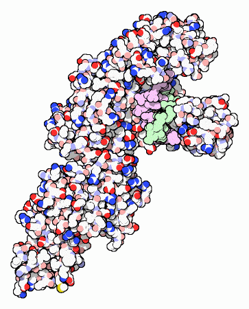 An example of a sphere-based visual representation of the tree dimensional structure of DNA polymerase bound to a subsection of the DNA double helix