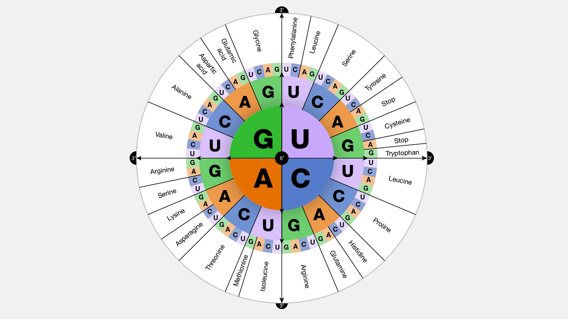 Concentric circles representing the genetic code that maps groups of three nucleotides to the corresponding amino acids. This figure also serves as an illustration of the genetic code's redundancy for some amino acids; for example, the amino acid Serine is coded by a total of six different codons: U C U, U C C, U C A, U C G, A G, C, and A, G, U. Meanwhile, the amino acid Tryptophan is coded by one codon: U G G.